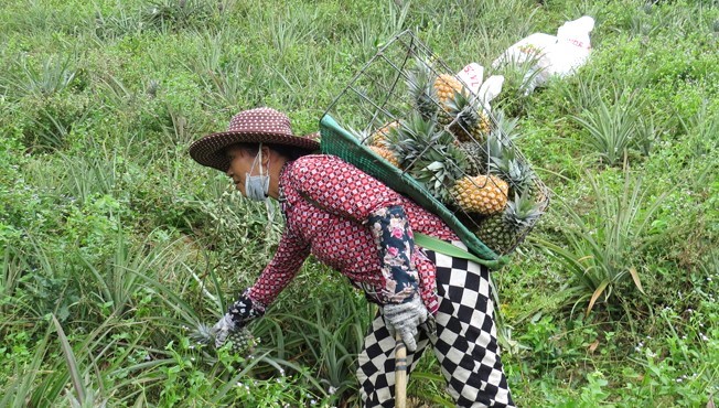 Phú Yên: Đưa tiến bộ khoa học vào nền nông nghiệp an toàn, hiệu quả