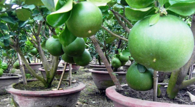 Bến Tre: ứng dụng Khoa học vào mô hình phát triển kinh tế nông nghiệp