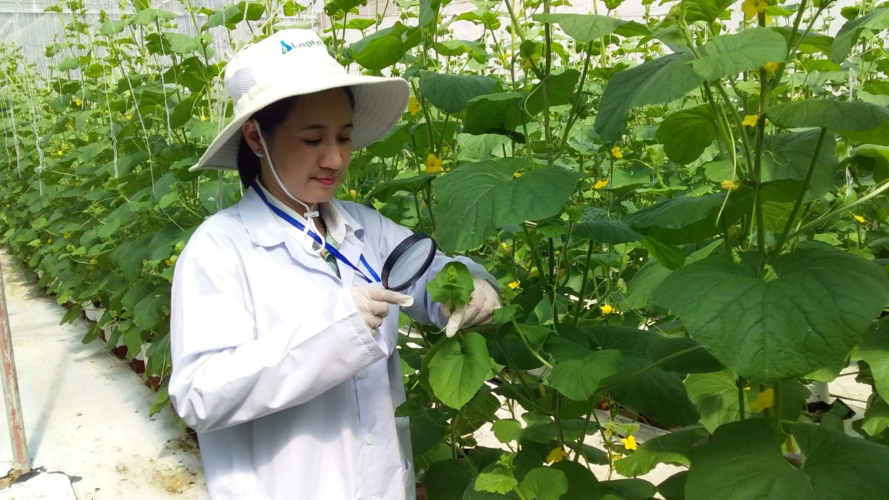 Tiền Giang: Hiệu quả phòng trừ sâu hại trên dưa lưới bằng biện pháp sinh học