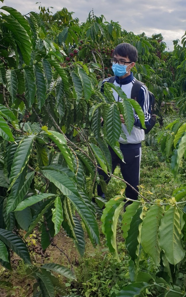 Kon Tum: Ứng dụng trí tuệ nhân tạo nhận diện sâu bệnh trên cây cà phê