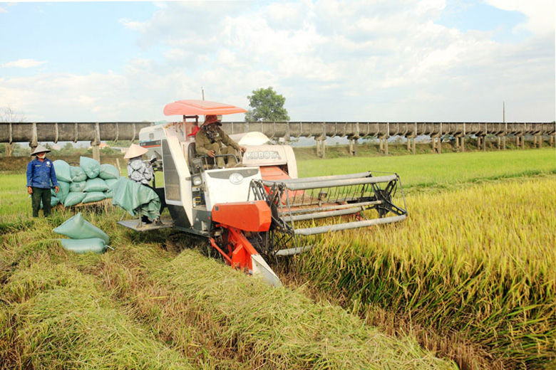 Phát triển sản xuất để xây dựng nông thôn mới bền vững