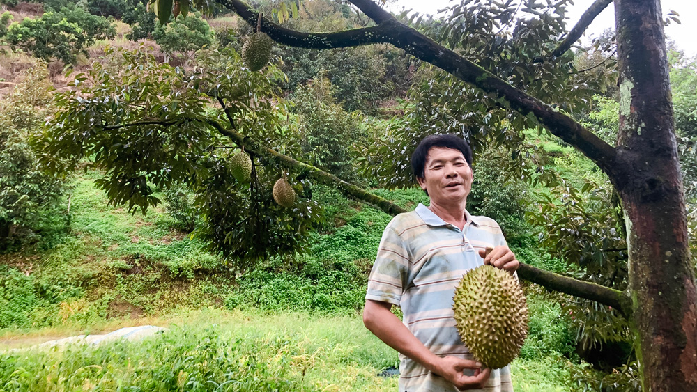 Làm giàu từ sầu riêng, măng cụt và mong mỏi xây dựng mã số vùng trồng